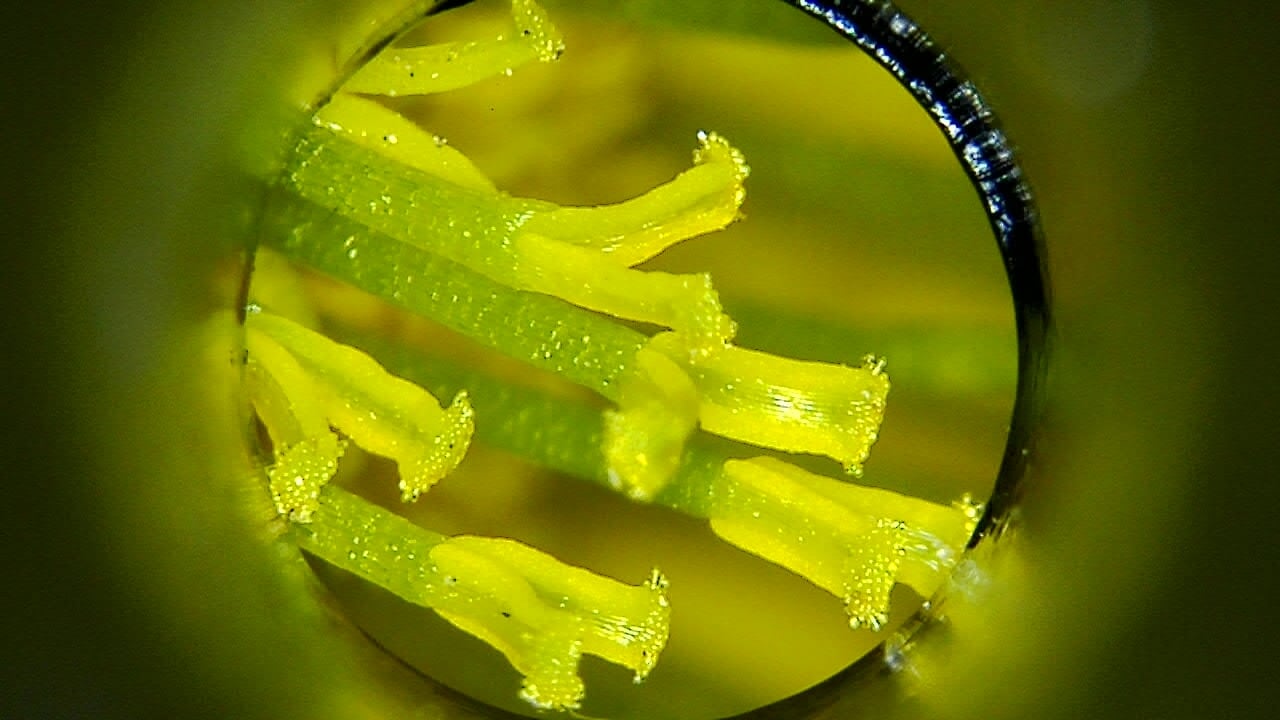 Sample classroom microscope image showing flower detail and pollen structures